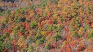 East Coast Fall Color