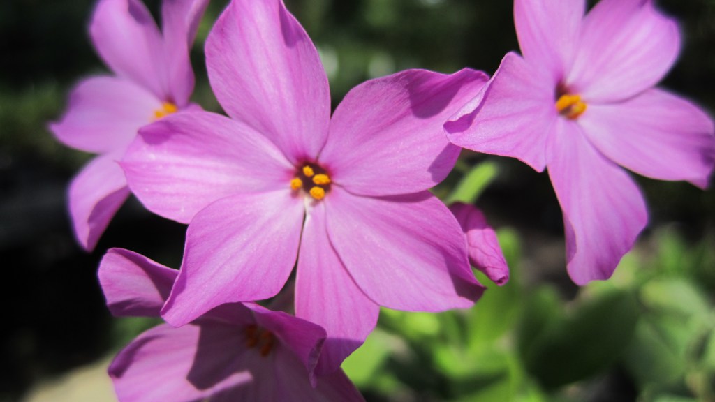 Attract beneficial insects to your garden with native plants