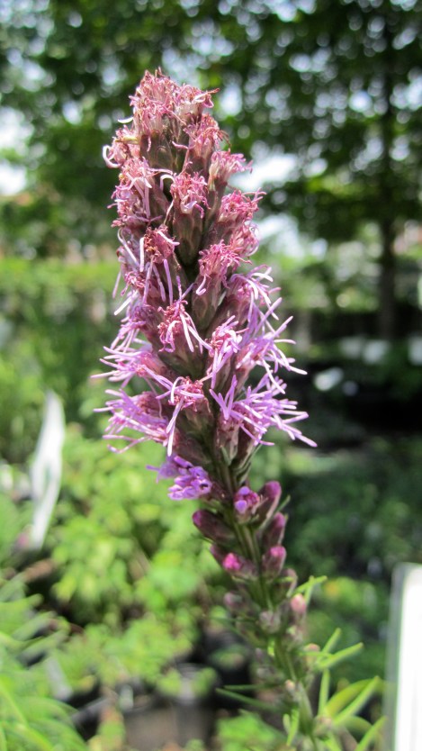Liatris spicata