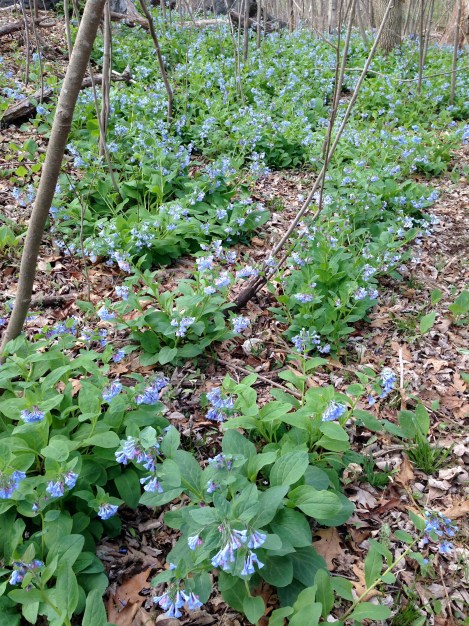 Bluebells- Mertensia virginica